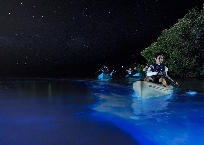 Bioluminescent Bay 50,000 to restore the shine to the Bioluminescent Bay of Vieques ... photo