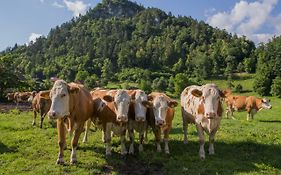 Farm Holidays Povsin Bled Exterior photo