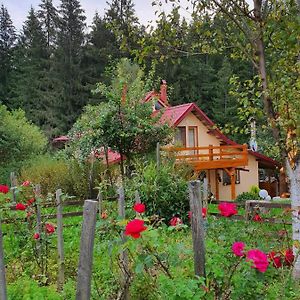 Forest Vibes Spa Kimpulunyág Exterior photo