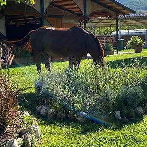 Family Farm Soc. Agr. A R.L. Villa Vairano Patenora Exterior photo