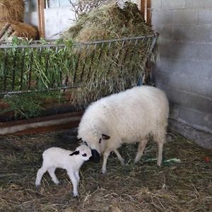 Gite Cozy Avec Jardin Privatif, Nature Et Animaux A Proximite Des Monts Du Lyonnais - Fr-1-496-119 Virigneux Exterior photo