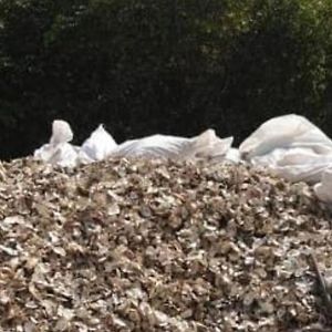 Mangrove Beach Sanyang Exterior photo