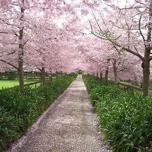 English Cherry Tree Manor Panzió Tamahere Exterior photo