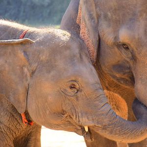 Elephant Retirement Park Csiangmaj Exterior photo